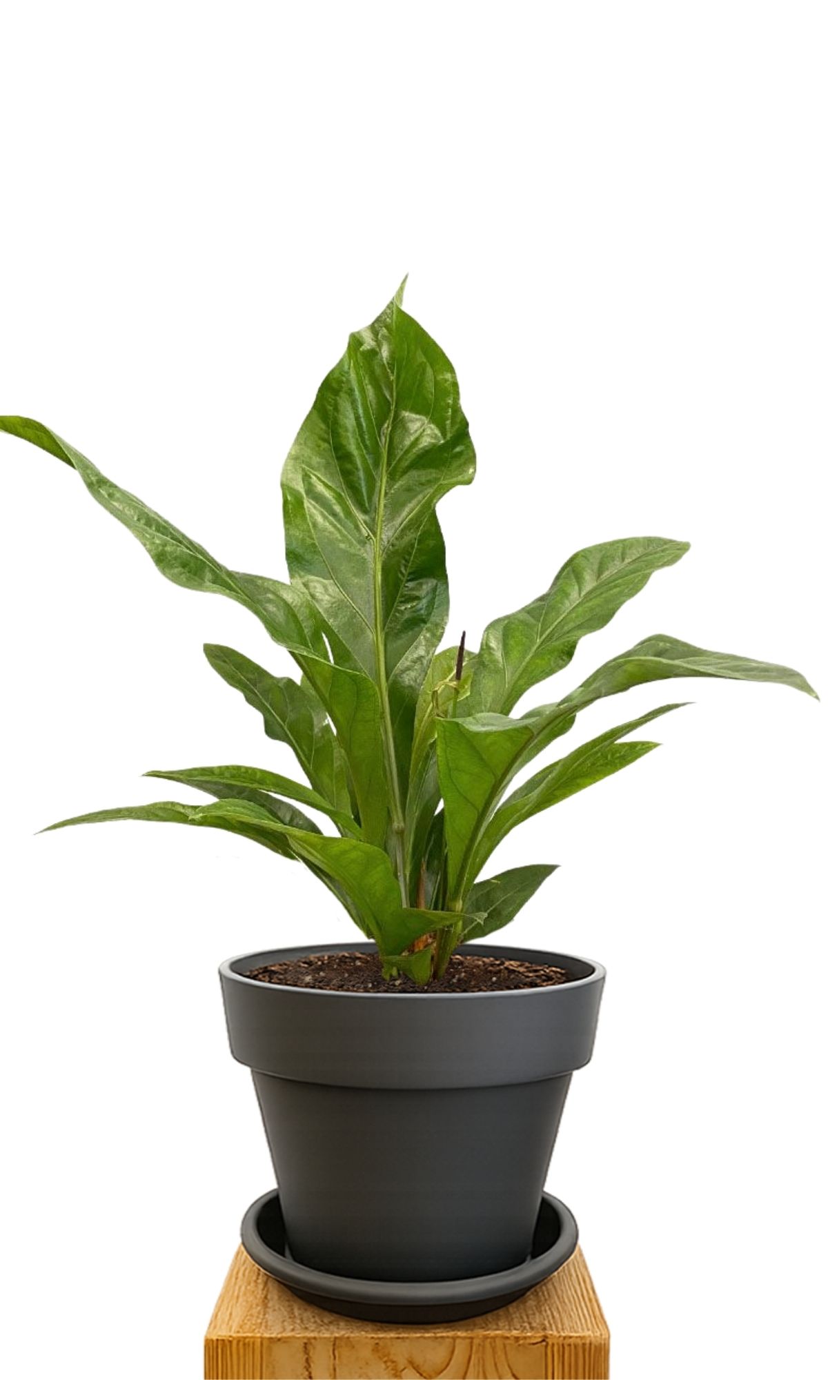 Kit de plantation 30 Anthracite